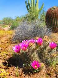 Desert Cactus That Thrive in Enchanted Sesla Desert Sand